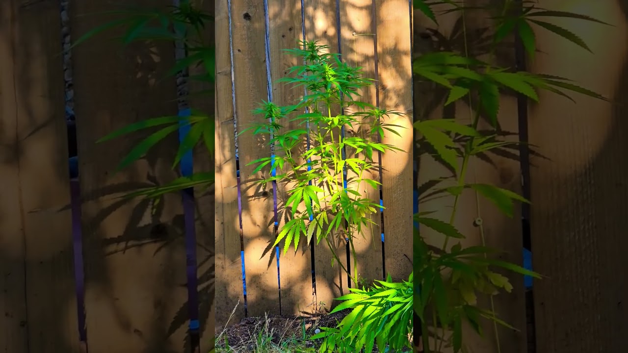 IT CAN BE DONE!!!!! BACKYARD STEALTH GROW!   #garden #maryjane #growing  #funny #shirts