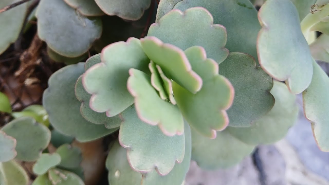 El Jardin de Sofi Best moments está en vivo