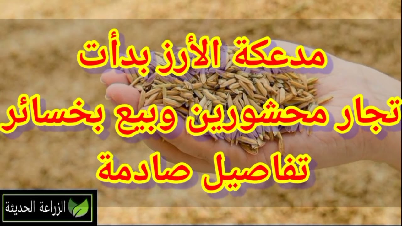 🔥 سوق الحبوب يولّع: الذرة شادة لفوق والأرز بيتحرق.. إيه اللي بيحصل؟