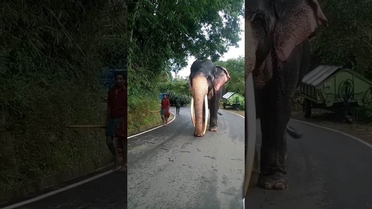 සෙන්කඩගල අභිමානය 😍🐘❤️ Sinha Raja Elephant #esalaperahera #shorts #trndingshorts #sinharaja