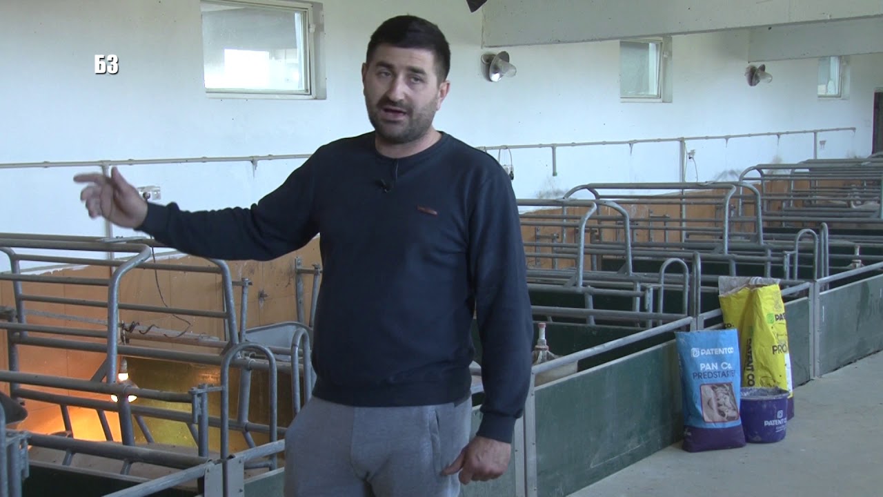 ZASTO DAVATI SECER KRMACAMA -  hibridni nerastovi  - polovna oprema