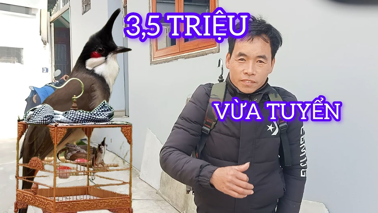 CHÀO MÀO VỪA TUYỂN 3,5 TRIỆU CỦA HƯNG  CAO THỦ BẪY CHIM ĐẸP NHƯ NÀO 