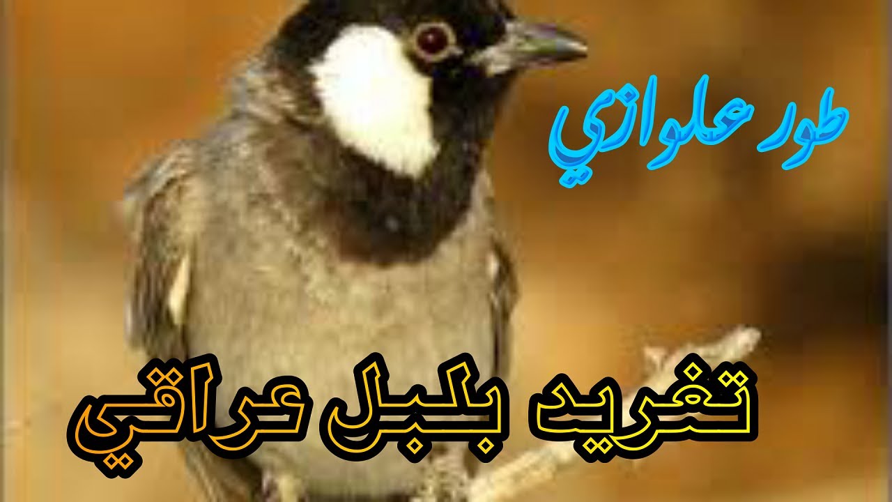 تغريد بلبل عراقي طور علوازي