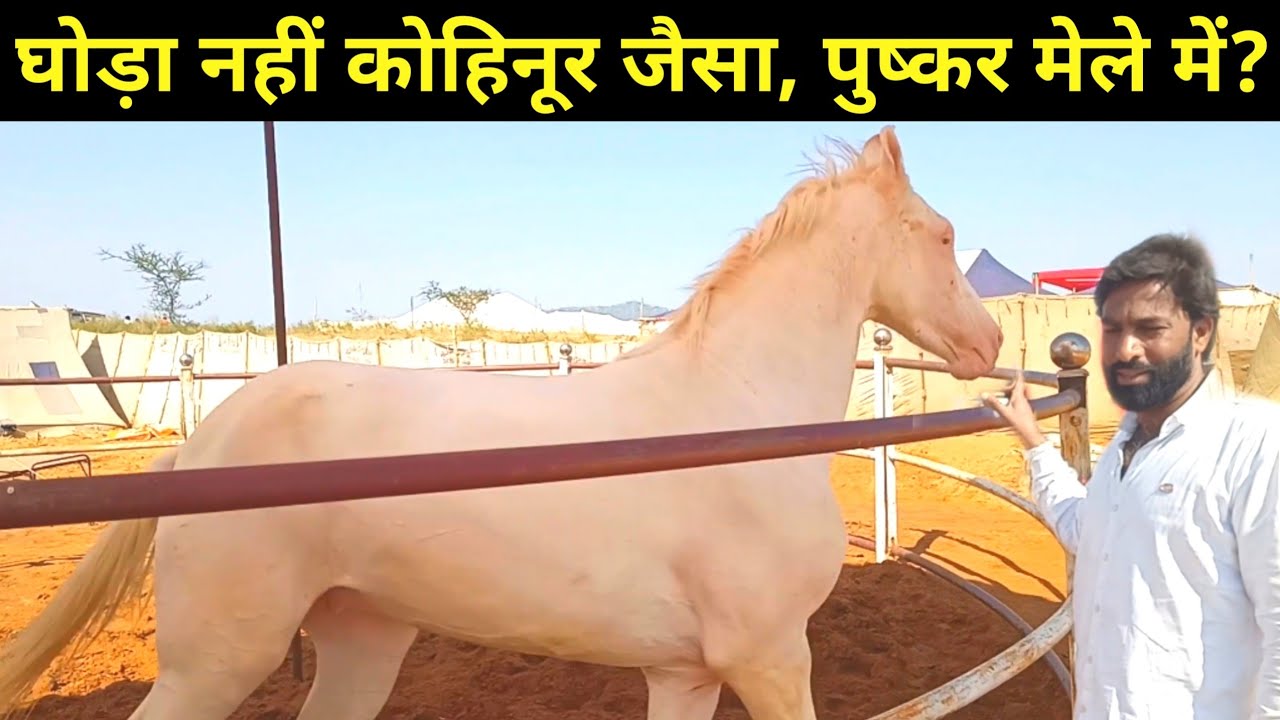 घोड़ा नहीं कोहिनूर जैसा पुष्कर मेले में?( 92144 44545)‌ । Kohinoor Horse At Pushkar Mela 2021