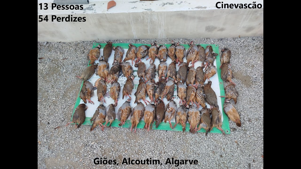 Caça de Salto ás Perdizes em Giões, Alcoutim, Algarve (31/10/2024)