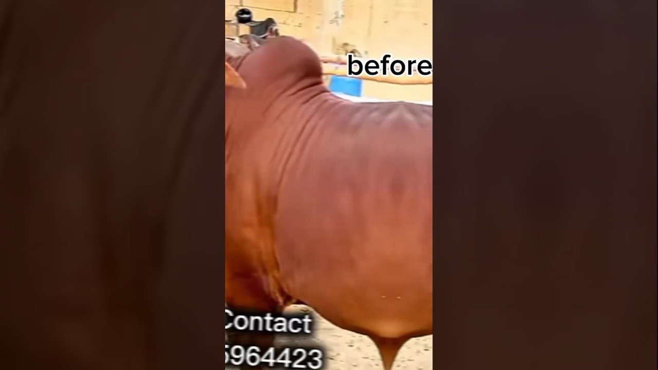 COW TRANSFORM#beforeandafter #QURBANI 2K25#SASTA JANWAR#QURBANI QURBANI
