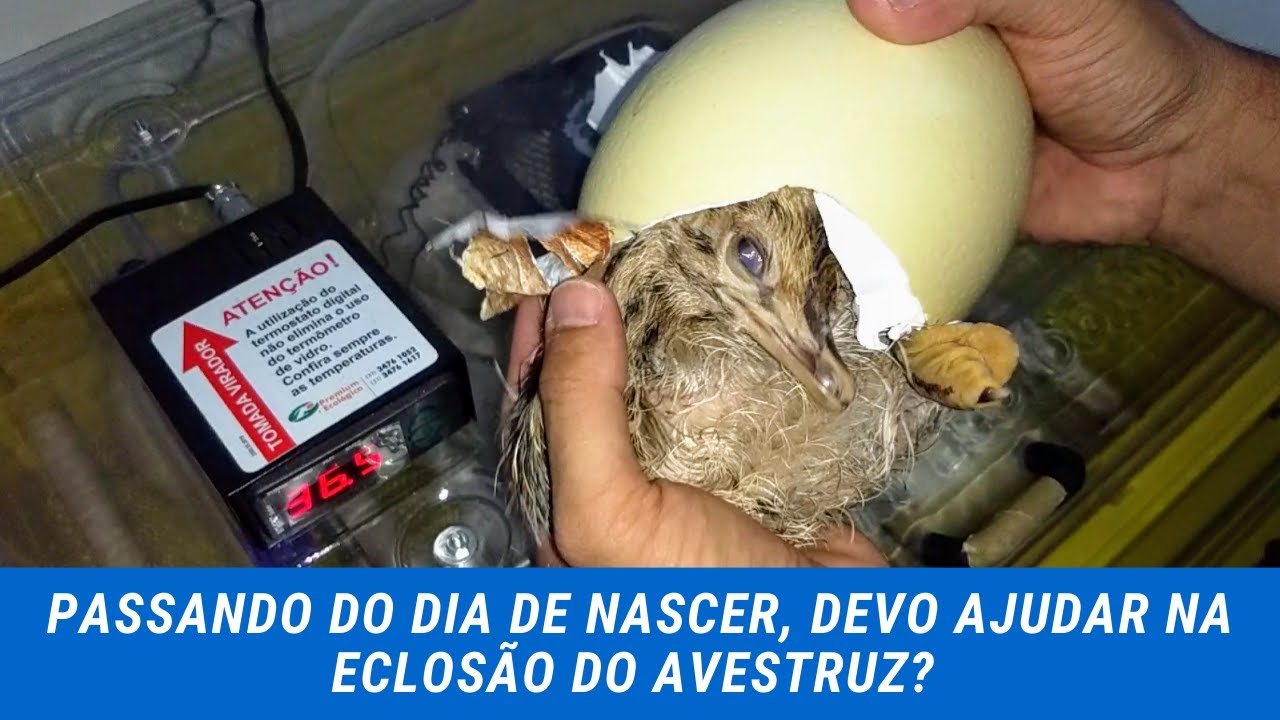 Passando do dia de nascer, devo ajudar na eclosão do Avestruz?