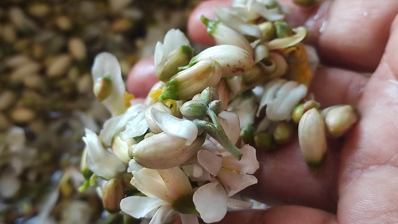 সজনে ফুলের চচ্চড়ি|Moringa/Drumstick flower /sehjan| sajnephuler chorchori|@gitanjalisengupta2131 