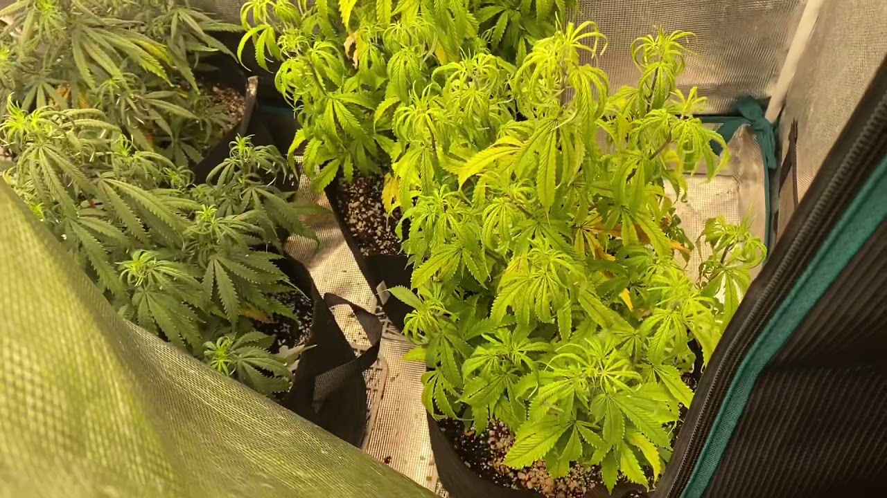 Nutrient vs Soil Test!!! Week 6 - Last week of Veg!!