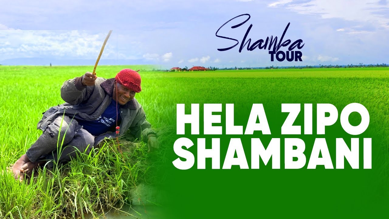 MASANJA KILIMO: HELA ZIPO SHAMBANI NG'OWA MAJANI MPUNGA UKUWE