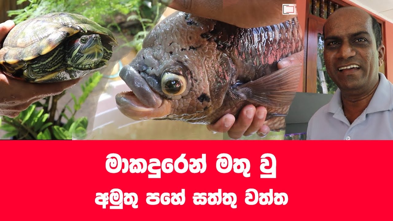 මේ බලන්න සිදු කරන දේ