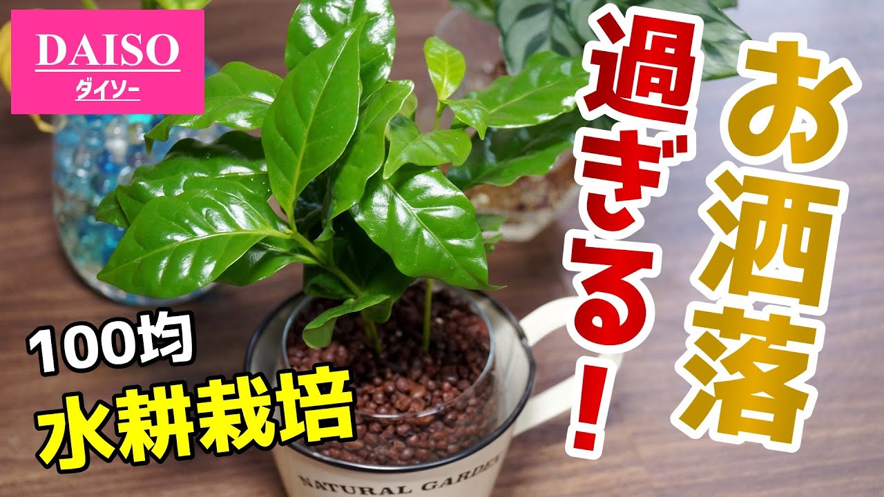 【初心者も安心】コップで簡単！100均の観葉植物を水耕栽培しよう♪【コーヒーの木の育て方】