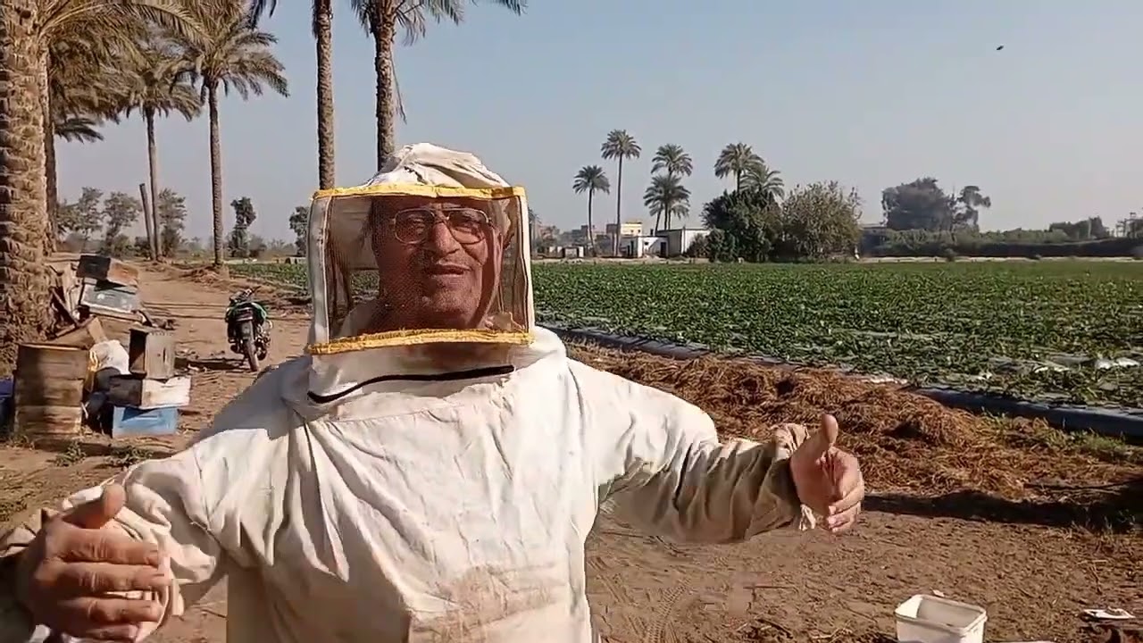 وضع عجينة بروتينية جاهزة جولدن بى فوود لتنشيط الملكات فى وضع البيض
