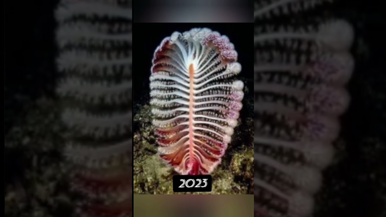 2023 sea pen vs 5500 bce sea pen/#youtube/#viral/#shots/#video