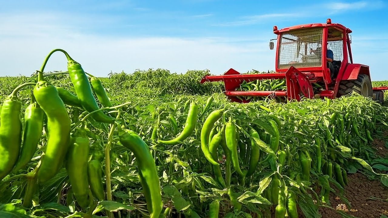 On t’a menti sur le piment vert 😶🌶️