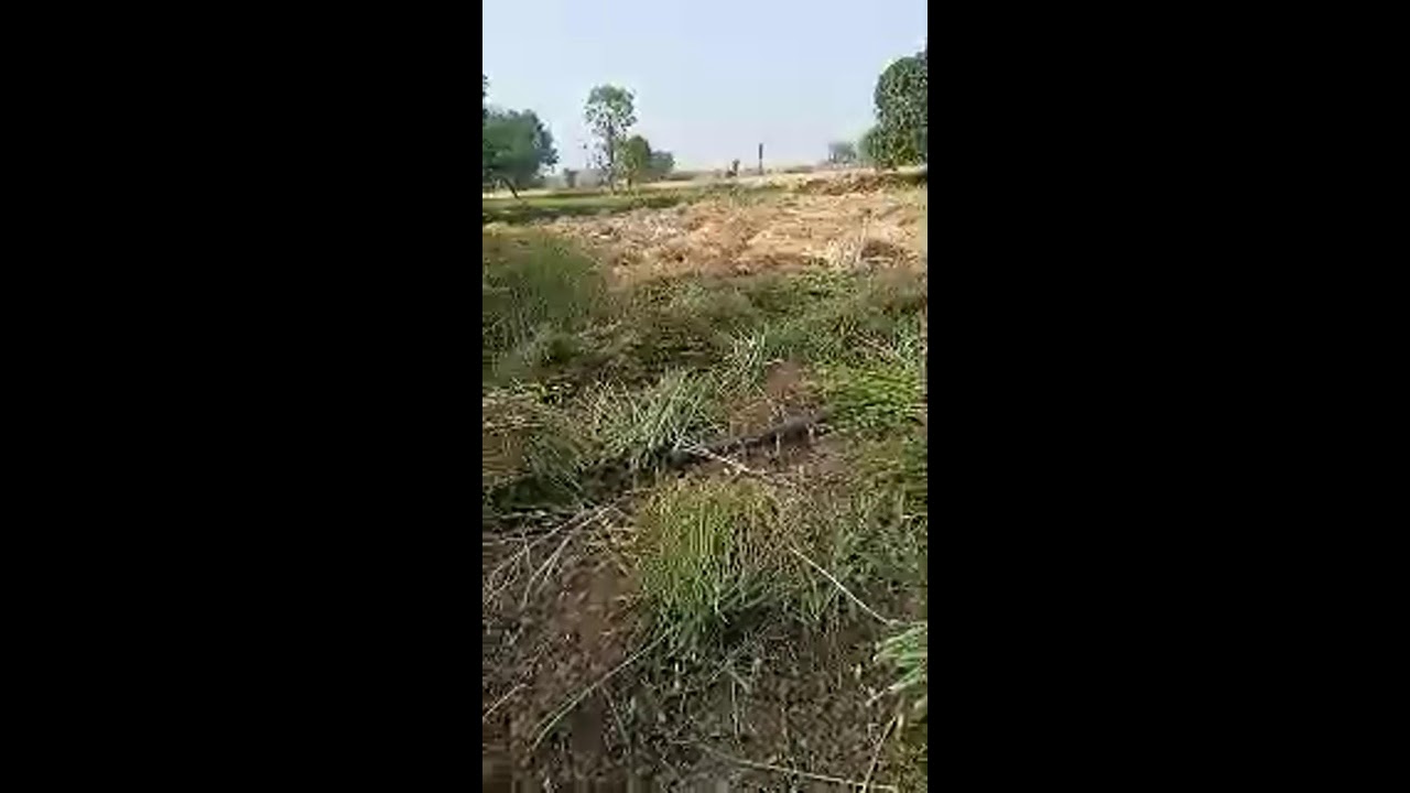 Seema  2024  vlog लाइव है!