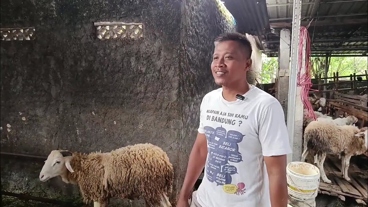 Pejantan Ganteng Harga Ekonomis #domba #dombakontes #viral #fyp #shorts #trending