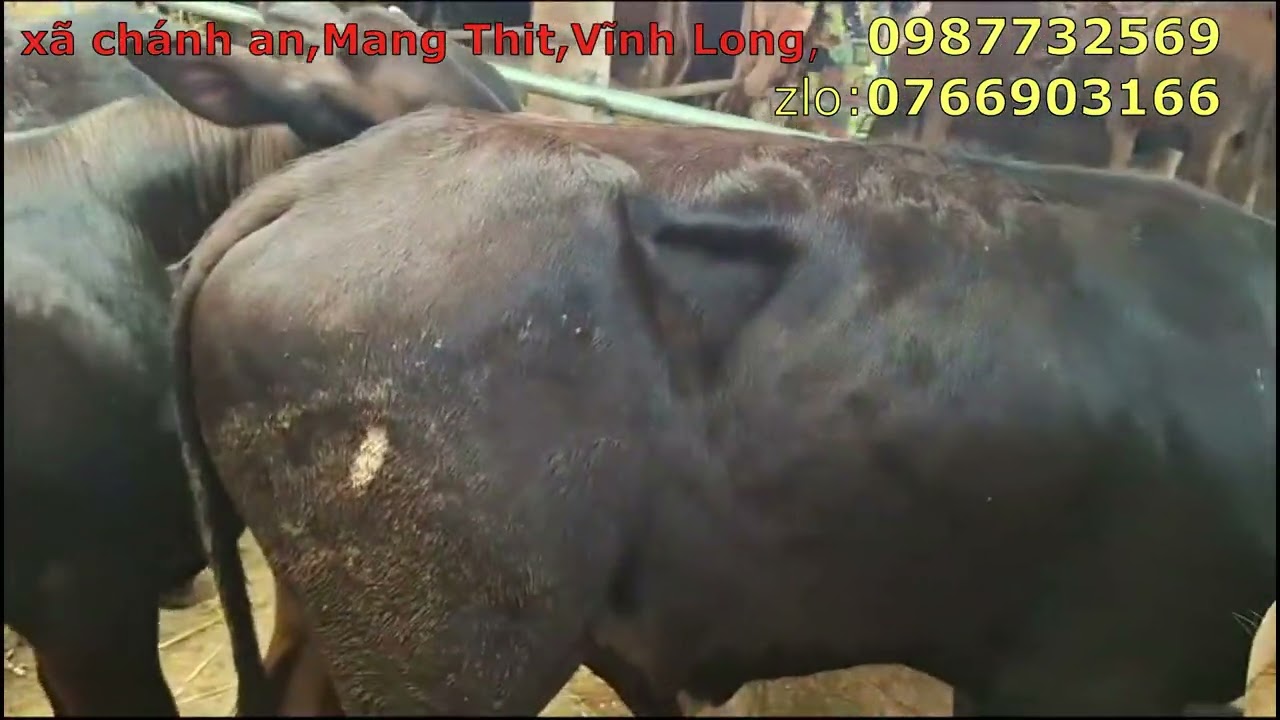 13/3/2026/Trại bò Vinh Nguyễn,mới về 3b,kem giá cụ thể 7 mã,37.5tr.23tr,50tr,63,5tr,,#NÔNG DÂN TV