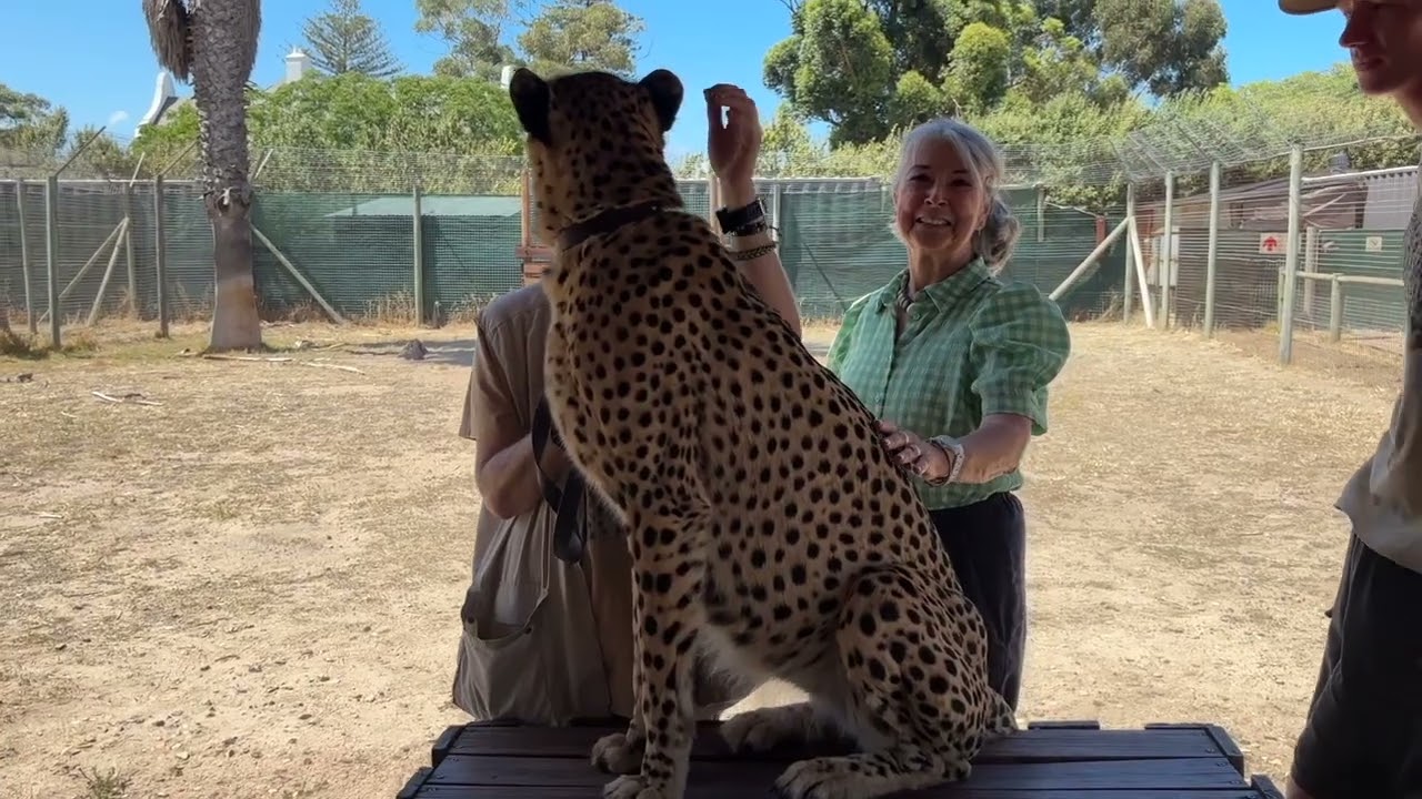 BIG CATS, BIG SEA LIONS, AND BIG FASHION SHOPPING!