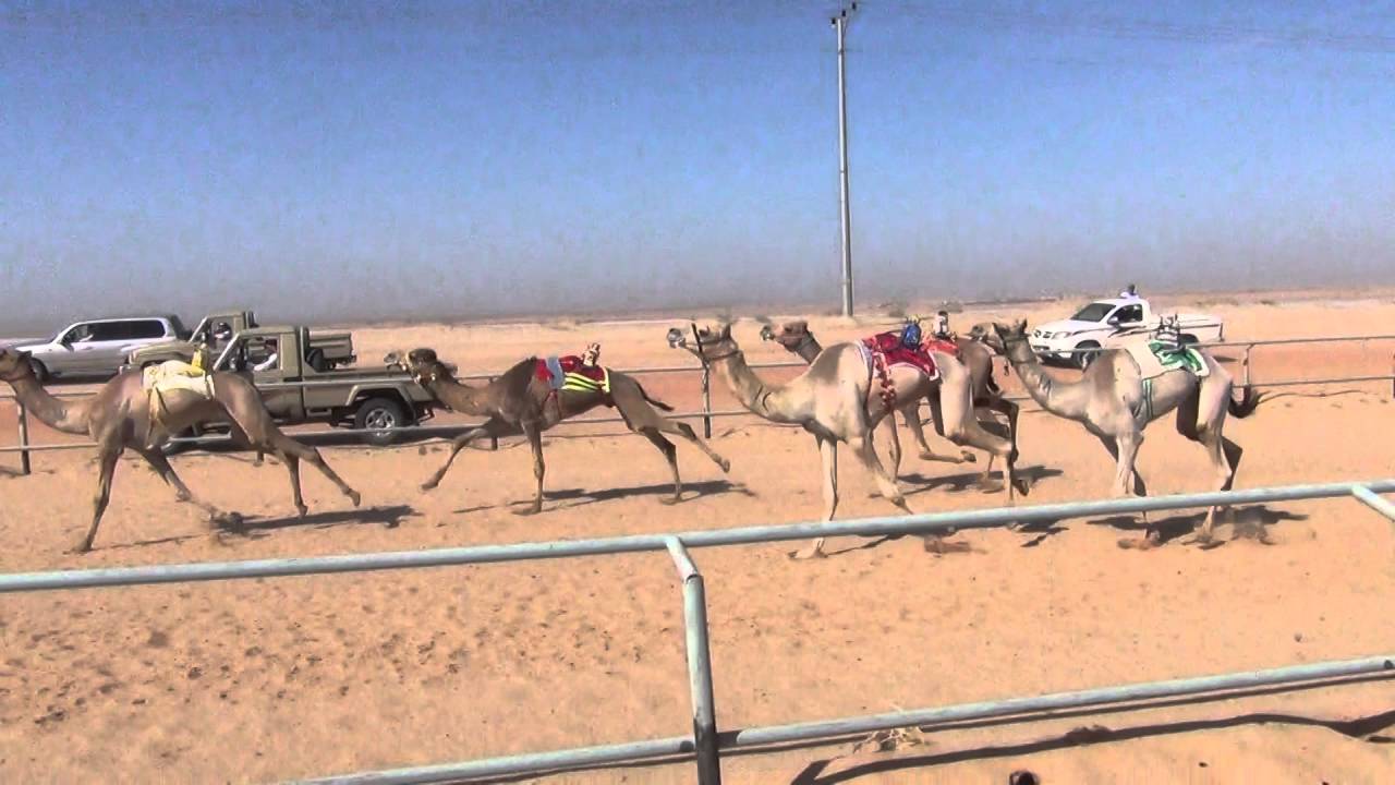 شاهين لـ محمد عبدالرحمن ينتزع شوط القعدان اللقايا الرئيسي بالقصيم ويسجل أفضل توقيت 7.59