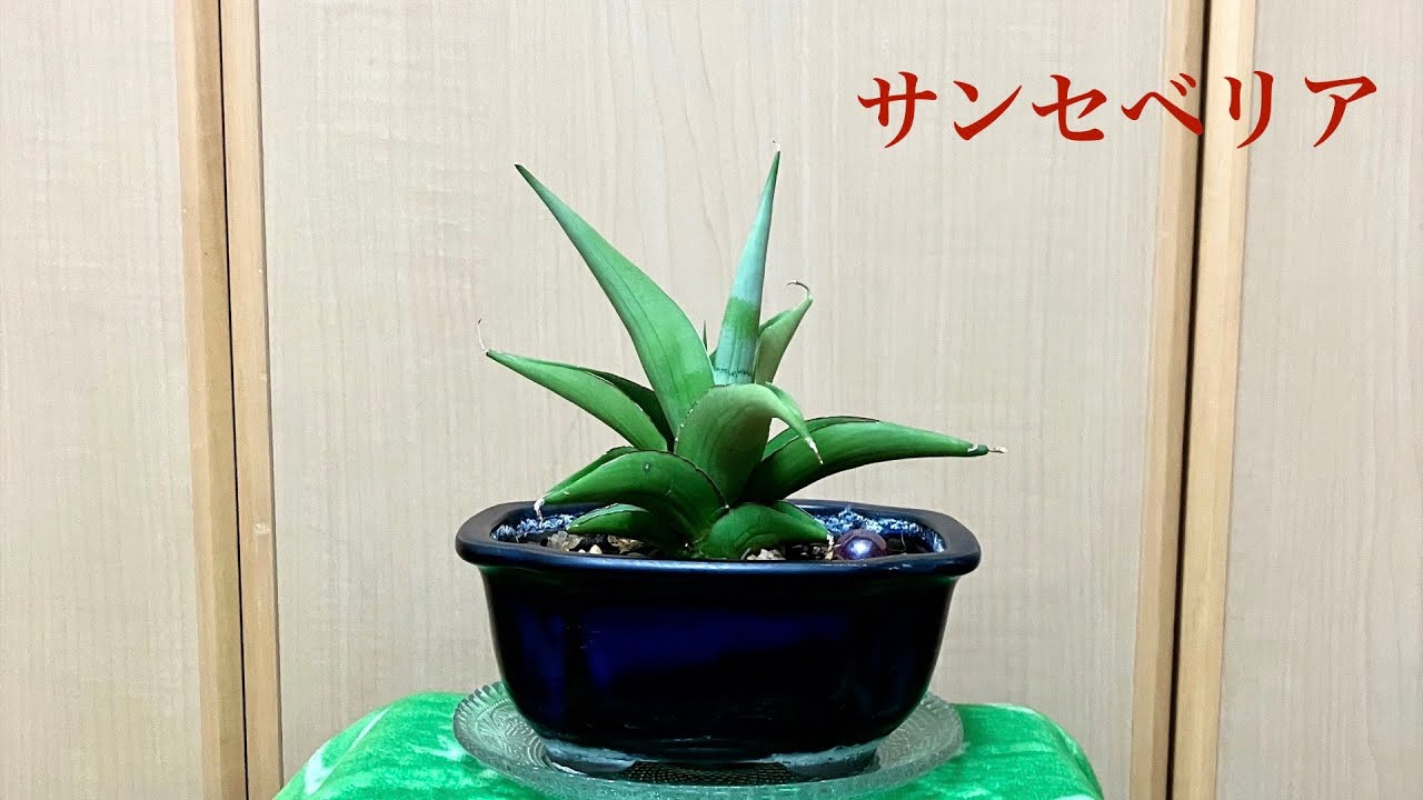 【天空の庭】サンセベリア10　小さな観葉植物インテリア