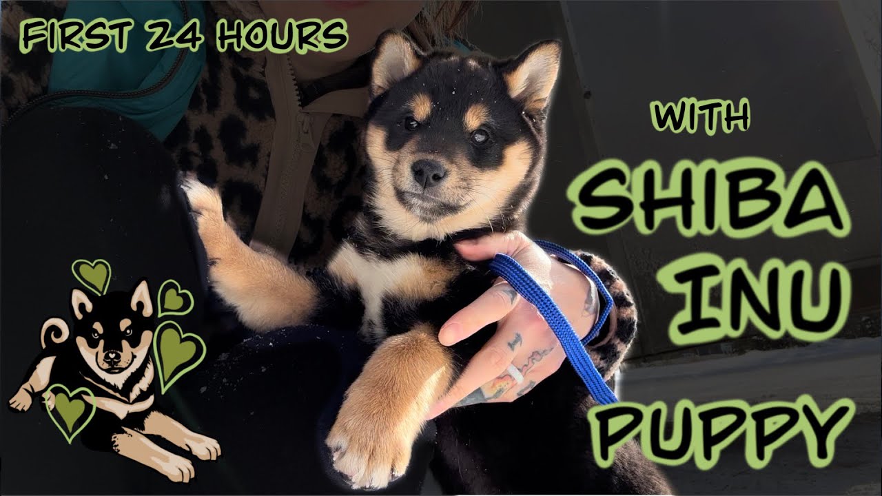 8 week old Shiba Inu puppy&rsquo;s first 24 hours with his human