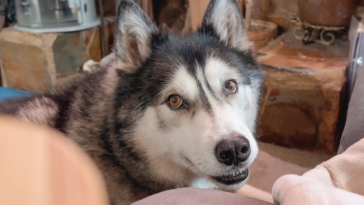 Copying My Husky! He's Embarrassed By Me!