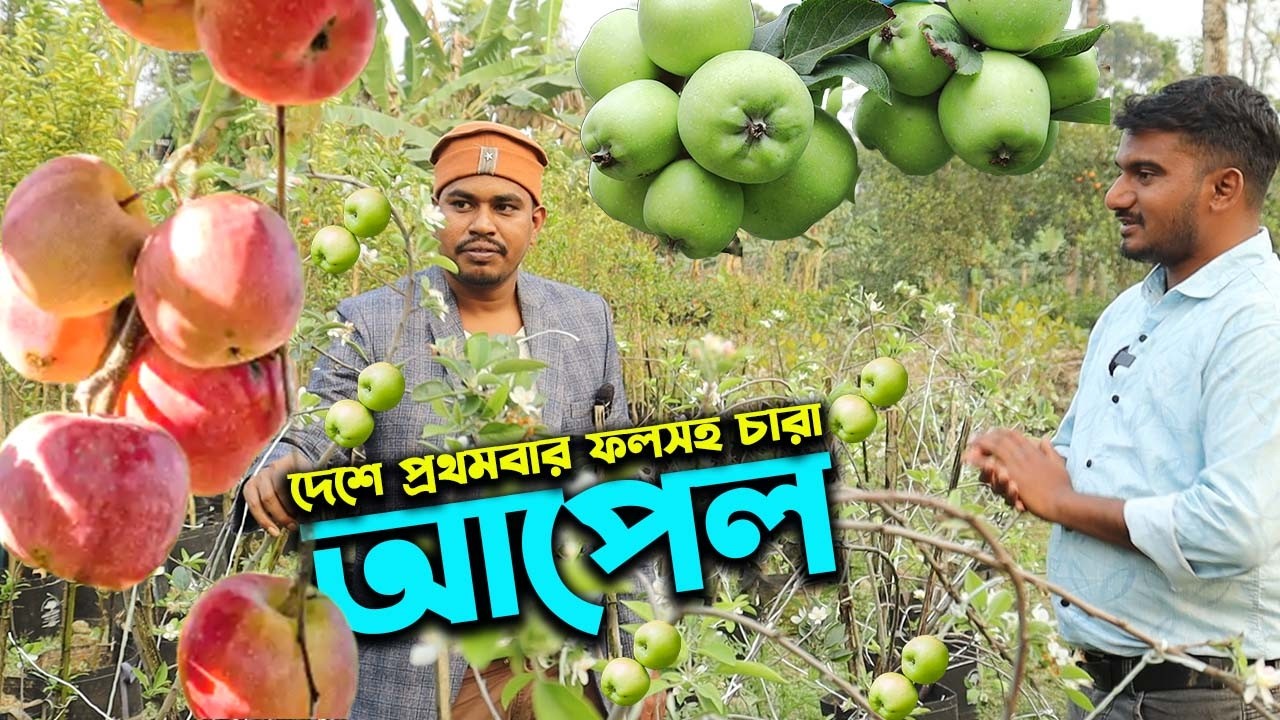 বাংলাদেশে এই প্রথম ফুল ও ফল সহ আপেল এর চারা সুলভ মুল্যে | Ep-1025