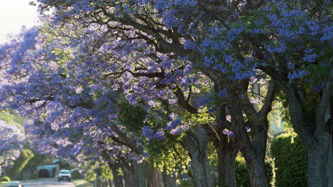 Burnside Council Meeting 21 October 2025 7 pm