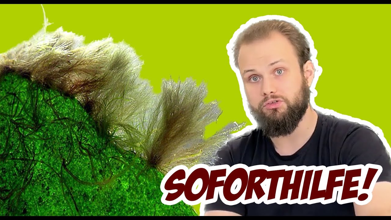 PINSELALGEN und andere ROTALGEN im Aquarium erfolgreich bek&auml;mpfen! - Kevin erkl&auml;rt!