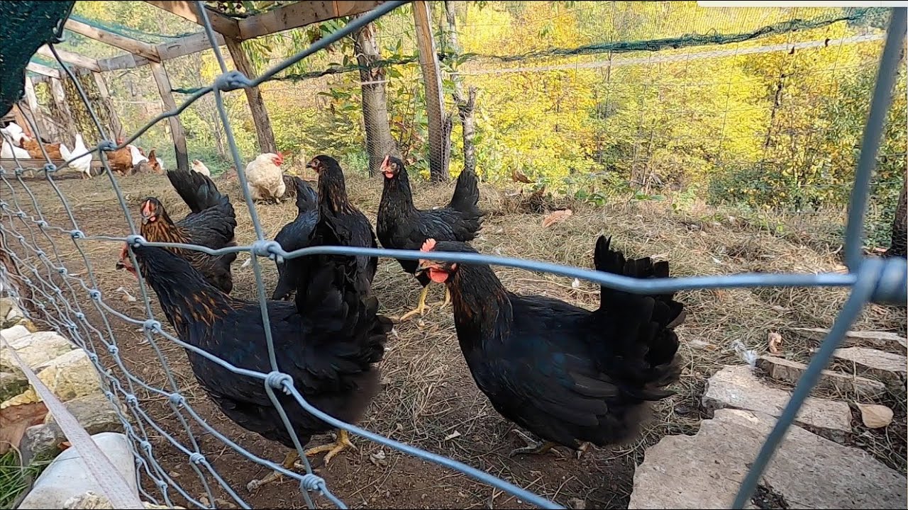 Emanuele novembre 2022, le galline e la faina un rapporto difficile