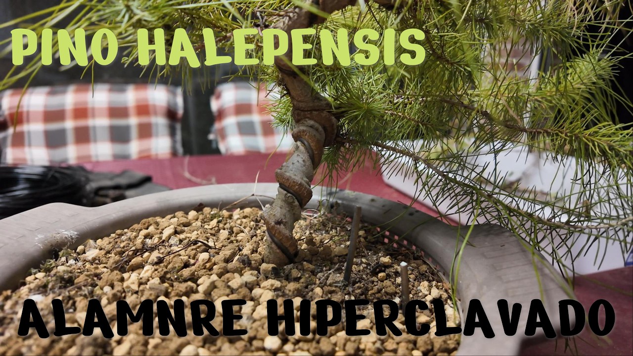 Pino Halepensis abandonado - Alambre enterrado por el tronco (28/02/2026)