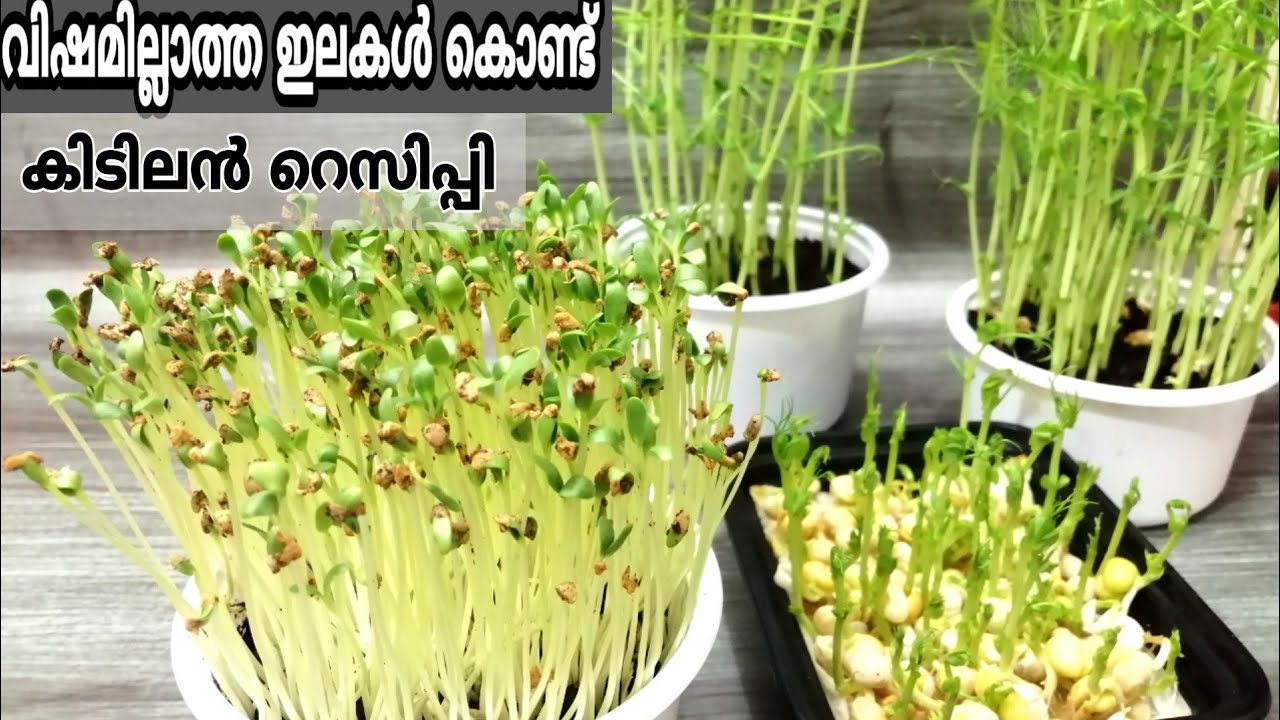 കീടനാശിനി ഒന്നും ഇല്ലാത്ത ഇലകൾ കൊണ്ട് കിടിലൻ റെസിപ്പി|| Easy microgreens recipe in malayalam