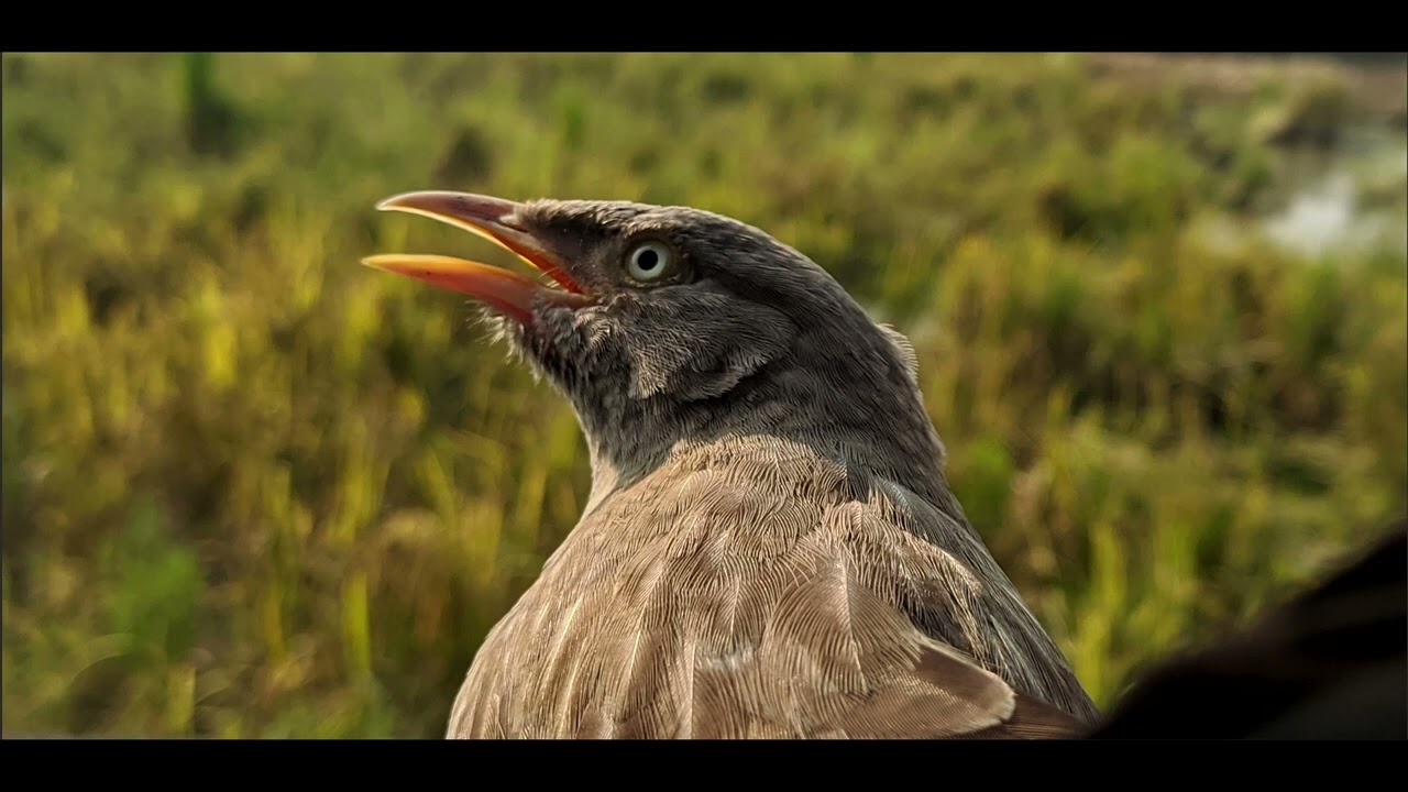 The yellow-billed babbler (Argya affinis)'s relaxation sound from. #birds #yellowbird