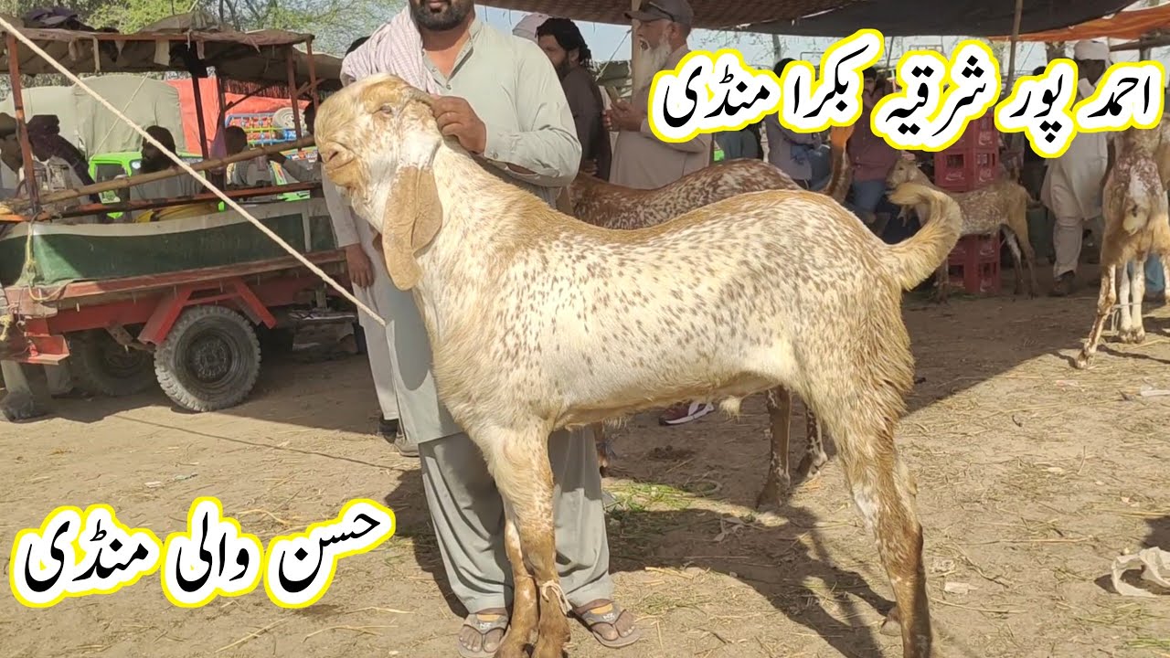Ahmedpur sharqia Bakra Mandi update | breeder bakre Qurbani 2024 ka maal | gillani goat farm |