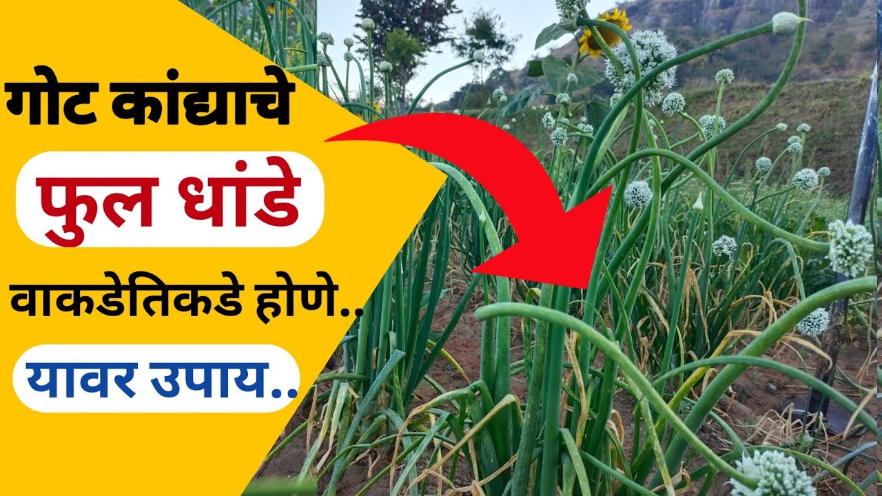 गोट कांदे वाकडेतिकडे होणे यावर उपाय / got kanda favarni niyogen