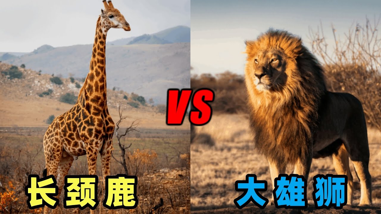 狮子vs长颈鹿，当万兽之王遇到长脖怪物，究竟谁会笑到最后呢？
