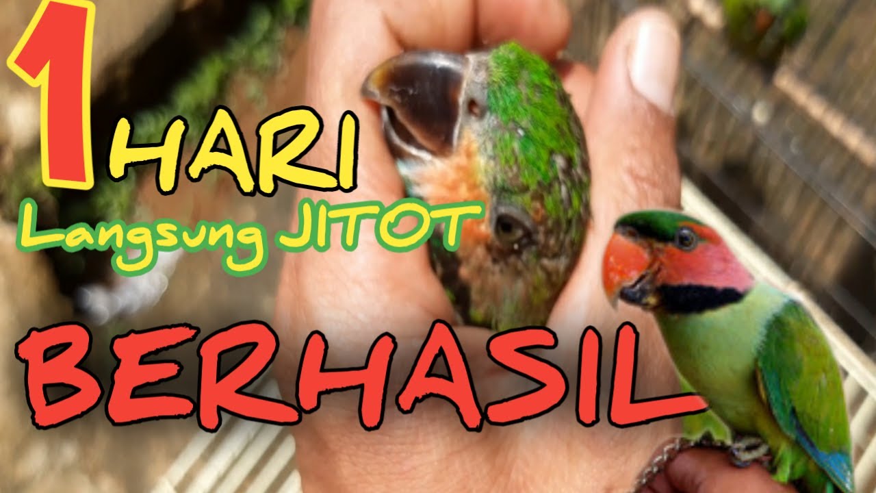 Menjinakan betet sumatra/betsum 1 hari langsung jitot