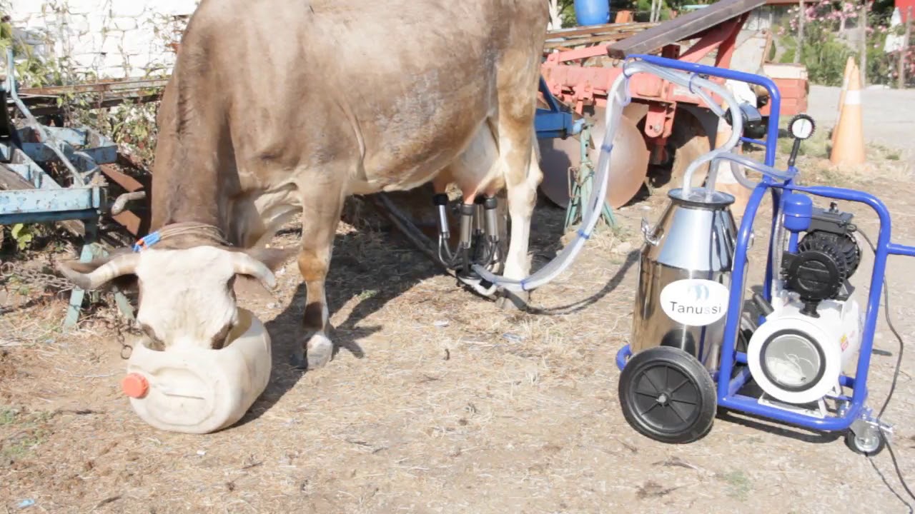 Tanussi Milking Machine Milking Process
