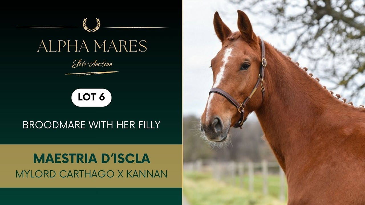 Alpha Mares Auction - Elite Broodmare - LOT 6