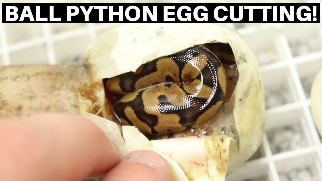 Cutting The First Ball Python Clutch Of 2021! - Benjamin's Exotics