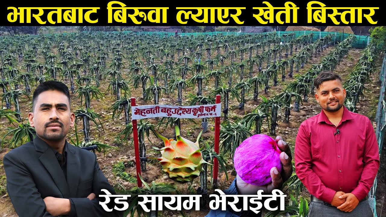 एक सिजनमा १७ पटक टिप्न मिल्ने ड्रागन फ्रुटको खेती गरिरहेका काफ्ले - Dragon fruit farming