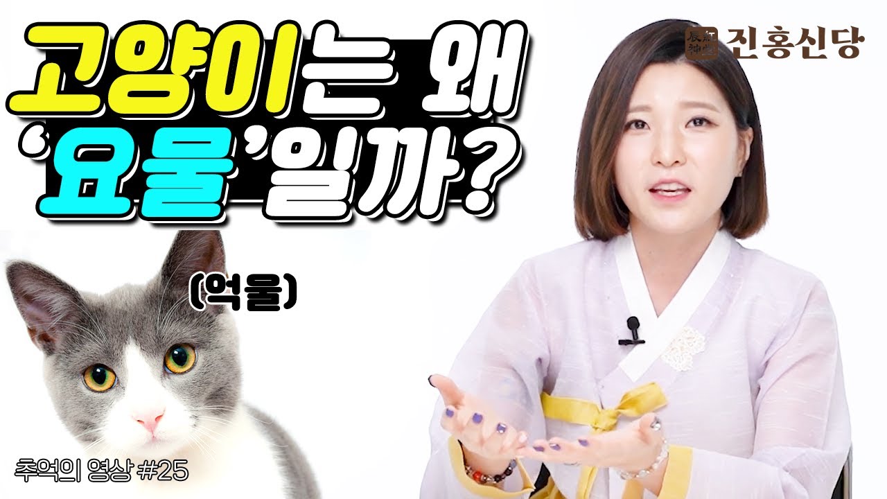 사람들은 고양이를 왜 요물이라고 부를까요$😺귀물, 영물, 요물의 차이점! | 010-4869-2764