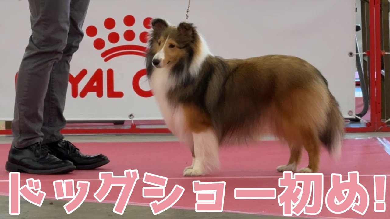 【シェルティ】ドッグショー初め✨【かっこいいねぇ】