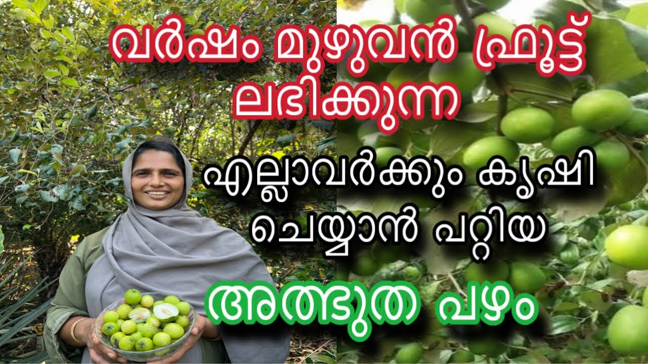 ബേർ ആപ്പിൾ | വർഷം മുഴുവൻ ഫ്രൂട്ട് കിട്ടുന്ന ഇലന്ത പഴം | Ber Apple Farming Malayalam | Elantha Pazham