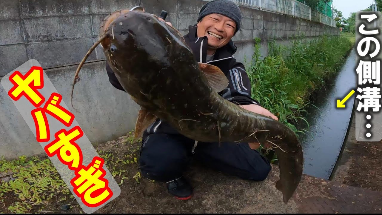 【側溝なまず釣り】デイゲームでナナマルGET！