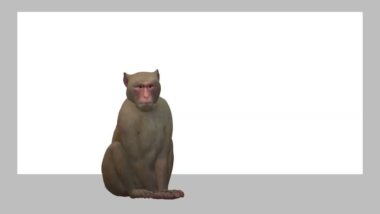 małpiszon