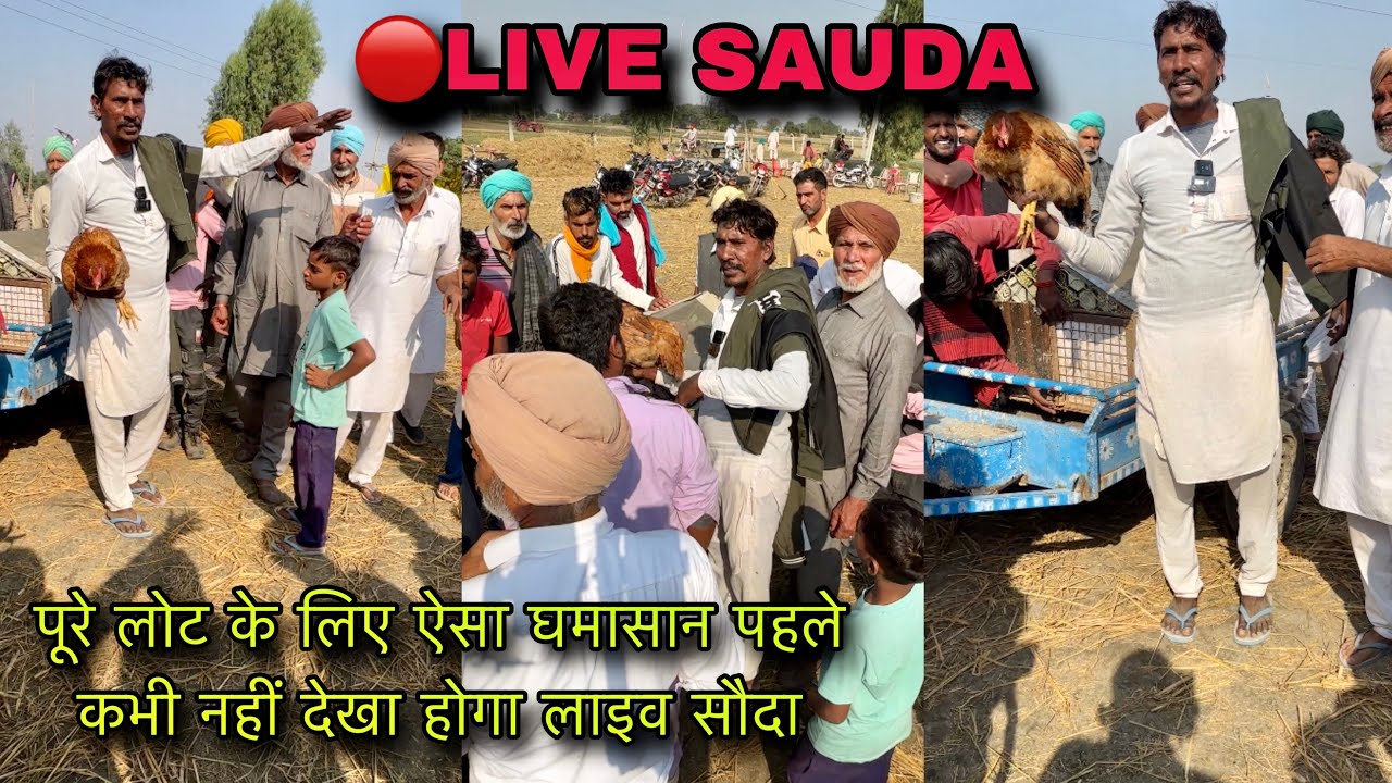 पूरे लोट के लिए ऐसा घमासान पहले कभी नहीं देखा होगा लाइव सौदा @farmingbaba #live_sauda murgi ka sauda