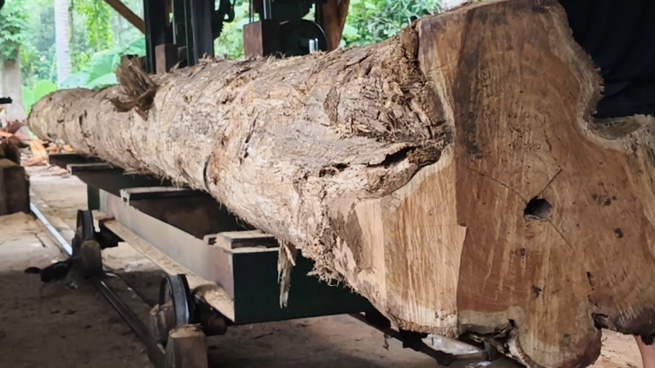 Sawing a 17 foot long teak log