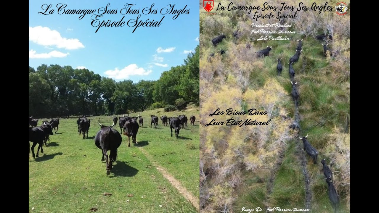 Episode Spécial de La Camargue Sous Tous Ses Angles